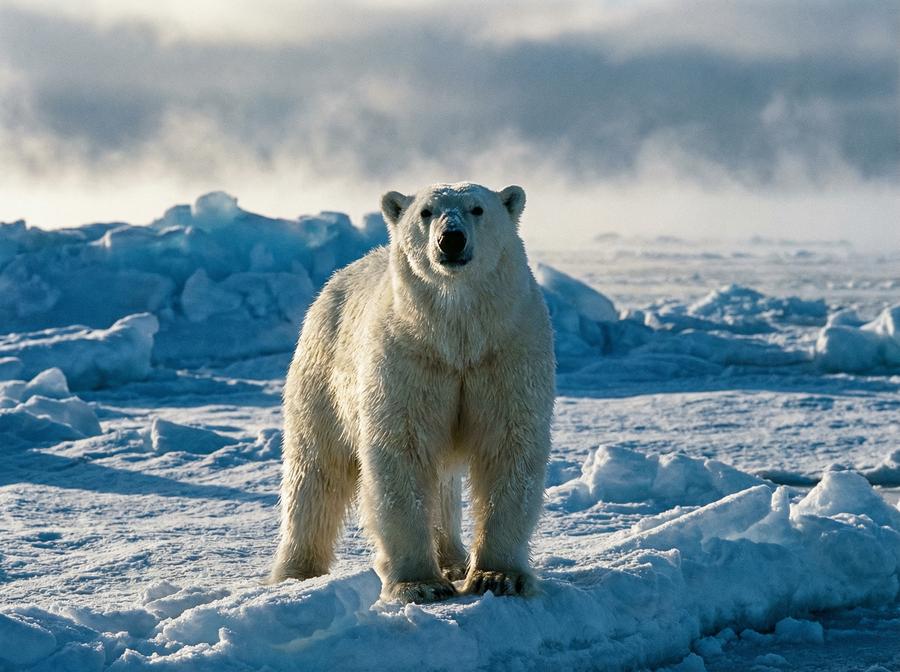 蜜桃传媒北极熊视频演示 北极熊冰原生存写真